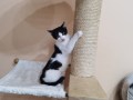 Izzy (1)